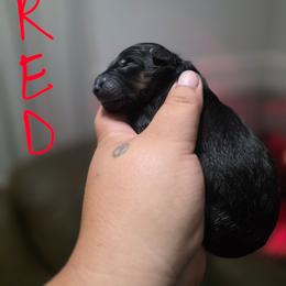 Red - Black and tan male German Shepherd puppy in Sebring, Florida from Blackwater K9