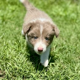 Princess Peach - Lilac female Border Collie puppy in Erwin, North Carolina from Herd That Farms
