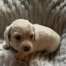 Girl 3 - Cream female Dachshund puppy in Laurel, Mississippi from BB's Dotsies