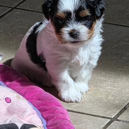 Pretzel - Black tan and white female Biewer Terrier puppy in Tucson, Arizona from Treasures of Neptune Cove