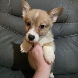 Sable Male - Sable male Pembroke Welsh Corgi puppy in Unicoi, Tennessee from East Tennessee Clark Corgis