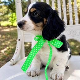 Milkshake 2800 - Piebald male Dachshund puppy in Hendersonville, North Carolina from Snarky Doxy Miniature Dachshunds