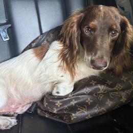 Dachshund All Grown Up from Whiskey Creek Dachshunds