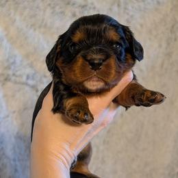 Louie - Black and tan male Cavalier King Charles Spaniel puppy in Stilwell, Oklahoma from Love Bug Cavaliers