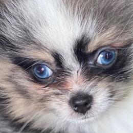Pomeranians from KC Magical Poms
