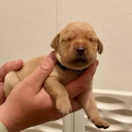 Blue - Yellow male Labrador Retriever puppy in Newaygo, Michigan from Royal Oak Gundogs
