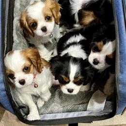Cavalier King Charles Spaniel and Havanese Puppies from Harlequin Havanese