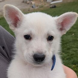 Boy 3 - White German Shepherd puppy in Tonopah, Nevada from Mercy's White Shepherds