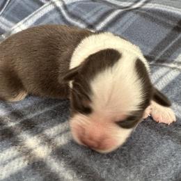 Miniature American Shepherd Puppies from Bond’s MAS