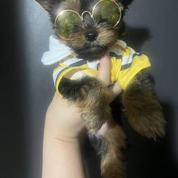 Yorkshire Terrier Puppies from Yorkie Your Soulmate Puppy