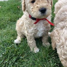 Poodle Puppies from Canterbury Standard Tails