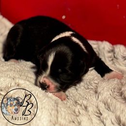 Australian Shepherd Puppies from Double B Aussies