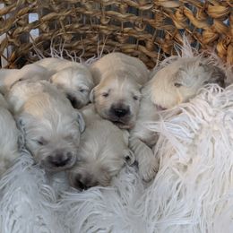 Golden Retriever Puppies from Kayla Prince