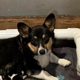 Gigi - Pembroke Welsh Corgi