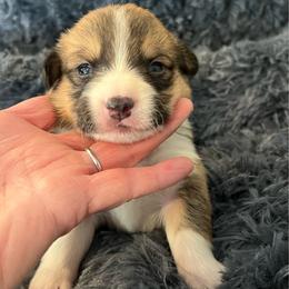 EP 1 - Red male Pembroke Welsh Corgi puppy in Stockton, Iowa from Infinity Corgis