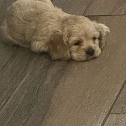 Pink - Cream female Cocker Spaniel puppy in Rio Rico, Arizona from J&E spaniels