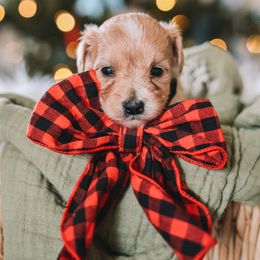 Purple Girl - Yellow and white female Bernedoodle puppy in Mckinney, Texas from Doodles of North Tx