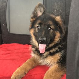 German Shepherds from Riley’s Run German Shepherds