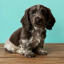 Tucker - Gray (blue) male Dachshund puppy in Lincoln, Arkansas from Red Dirt Dachshunds