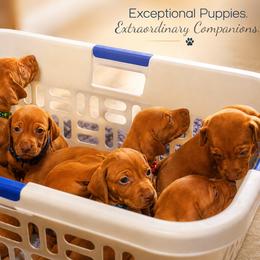 Vizsla puppies from Southeast Iowa Vizslas