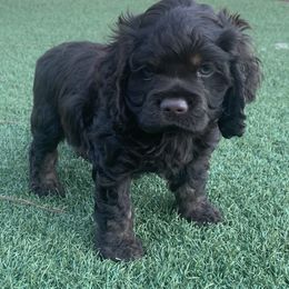 Catahoula Leopard Dog and Cocker Spaniel Puppies from Rich Cat’s