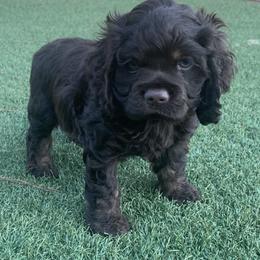Catahoula Leopard Dog and Cocker Spaniel Puppies from Rich Cat’s