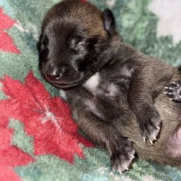 Blue Collar - Mahogany male Belgian Malinois puppy in Trenton, Georgia from Laeknir K9