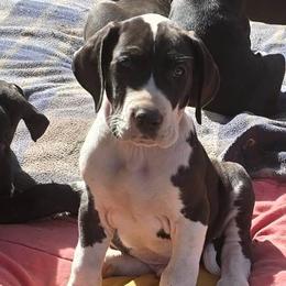 Great Danes from ROSE GREAT DANES