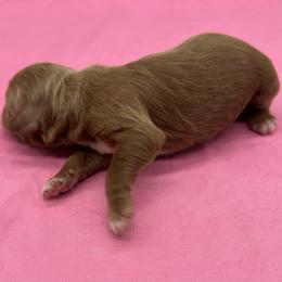 Taylor - Red female Cavapoo puppy in Burke, New York from Patti’s Puppies