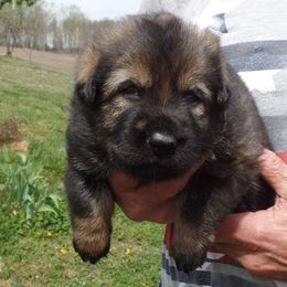 German Shepherd Puppies from Vom Hallynn Jaus