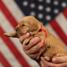 Elinor - Golden female Golden Retriever puppy in Payette, Idaho from Stonewick Retrievers