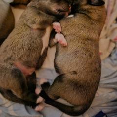 Anatolian Shepherd Dog Puppies from Homestead Heaney