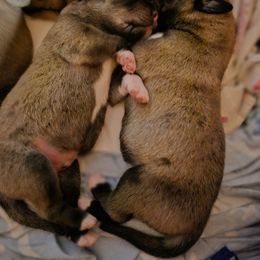 Anatolian Shepherd Dog Puppies from Homestead Heaney