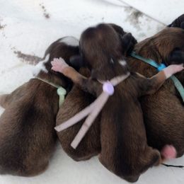 Cavapoo Puppies from Sophie's Puppy Den