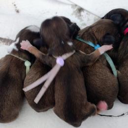 Cavapoo Puppies from Sophie's Puppy Den