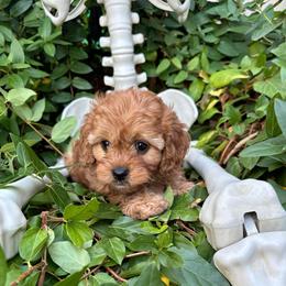 Jack-O-Lantern - Red male Cavapoo puppy in Herriman, Utah from Gypsi Doodles & Poodles LLC.