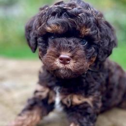Maple - Chocolate female Cavapoo puppy in Arlington, Washington from Golden Vista Dogs LLC