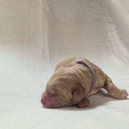 Dilute Retriever and Labrador Retriever Puppies from LC Hunting Labs, LLC.
