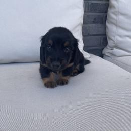 Dachshund Puppies from ozge Nill
