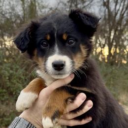 Raven - Girl 2 - Black tri female Miniature Australian Shepherd puppy in Murfreesboro, Tennessee from Norby's Mini Aussies