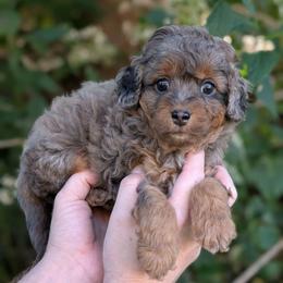 Shawn - Merle male Cavapoo puppy in Coshocton, Ohio from Forever Family Puppies