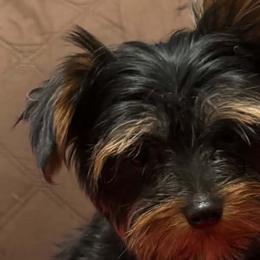 Yorkshire Terriers from Thankuyorkies