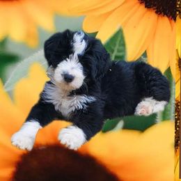 Poodles from Meadowbrook Poodles