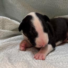 Truffs - Black brindle and white male Bull Terrier puppy in Colville, Washington from Mark My Words Bull Terriers
