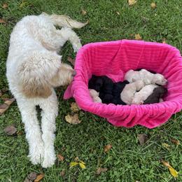 Goldendoodles from Linganore Creek Doodles