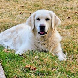 Sugar - Golden Retriever