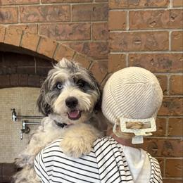 PupPup - Bernedoodle
