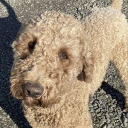 Wolf - Poodle