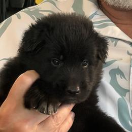 Belgian Sheepdogs from John Busche