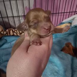 Jasper - Cream male Dachshund puppy in Windom, Minnesota from Aster Creek Dachshunds & Australian Shepherds
